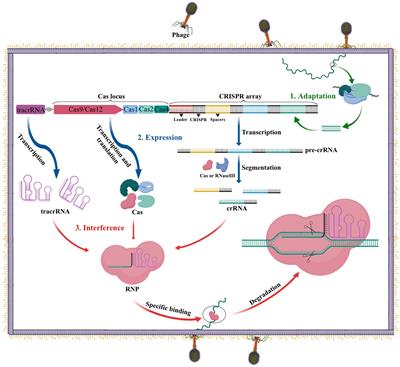 Utilization of CRISPR-Cas genome editing technology in filamentous fungi: function and advancement potentiality
